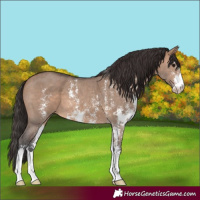 Horse Color:Brown Dun Sabino