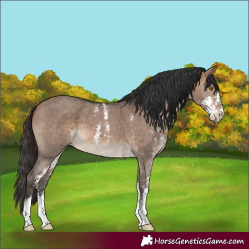 Horse Color:Bay Dun Sabino