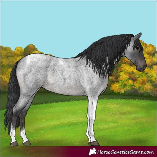 Horse Color:Blue Roan Tobiano