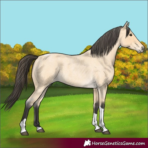 Horse Color:Buckskin Roan Tobiano 