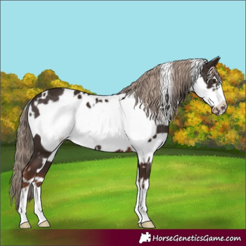 Horse Color:White Spotted Liver Chestnut Frame 