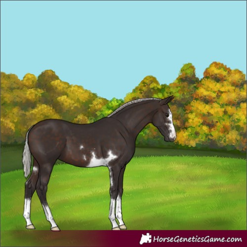 Horse Color:Silver Brown 