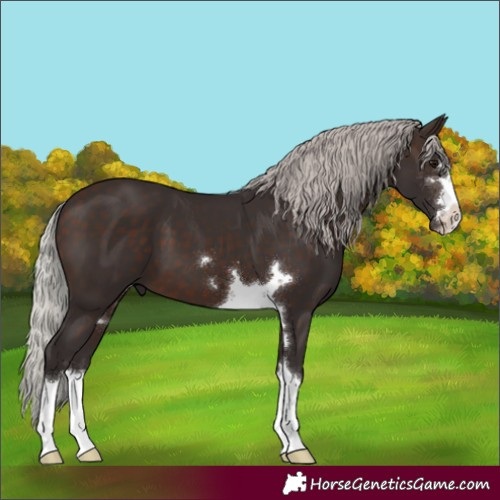 Horse Color:Silver Brown 