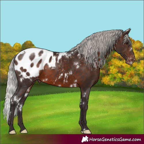Horse Color:White Spotted Silver Brown Appaloosa Rabicano 