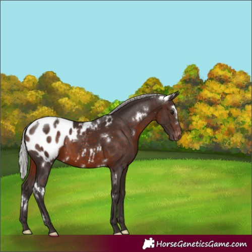 Horse Color:White Spotted Silver Brown Appaloosa Rabicano 