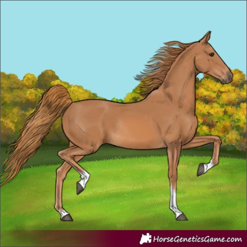 Horse Color:Chestnut Tobiano Rabicano 
