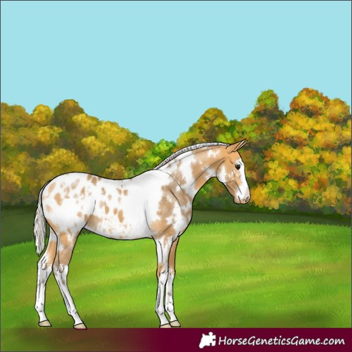 Horse Color:White Spotted Silver Buckskin Appaloosa 