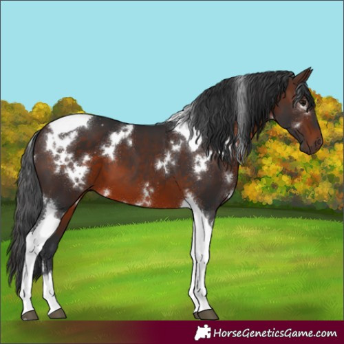 Horse Color:White Spotted Brown Tobiano