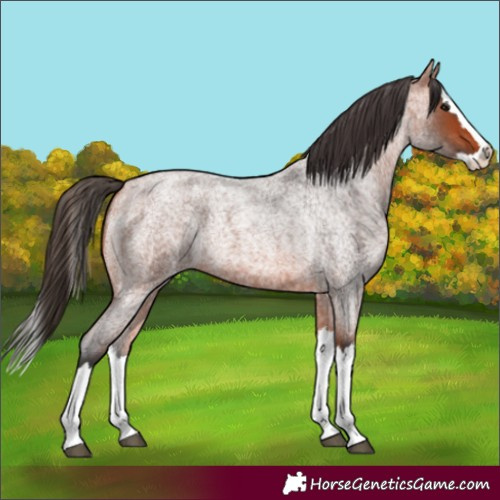 Horse Color:Bay Roan Splash Appaloosa