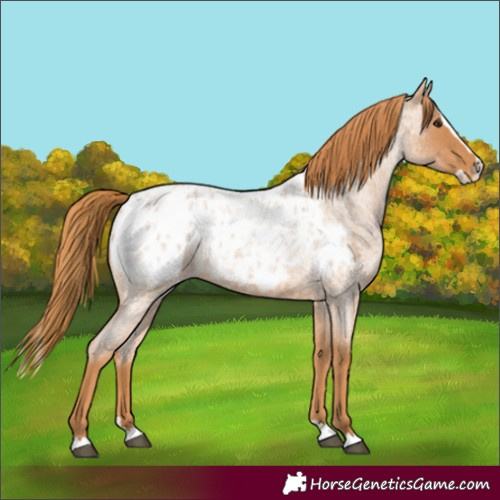 Horse Color:Red Roan Splash Appaloosa