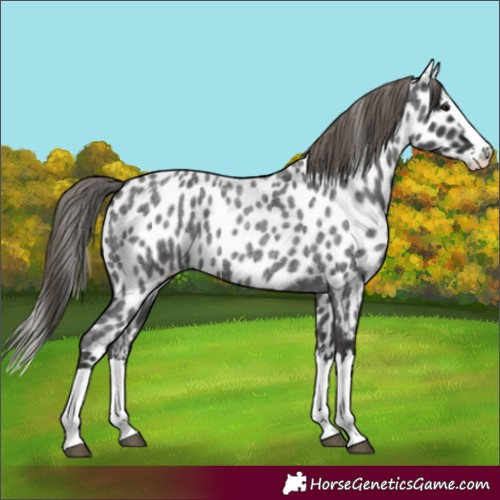 Horse Color:Smoky Blue Roan Splash Appaloosa