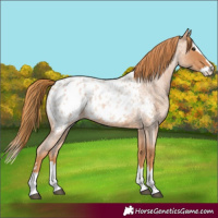 Horse Color:Red Roan Splash Blanket 