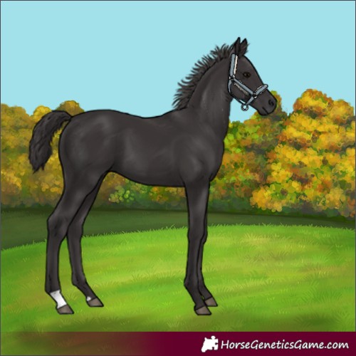 Horse Color:Smoky Black 
