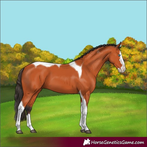Horse Color:Bay Splash Tobiano 