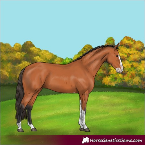 Horse Color:Bay Splash Tobiano