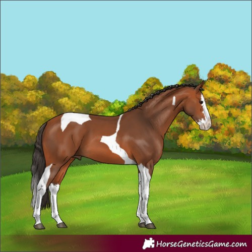 Horse Color:Bay Splash Tobiano