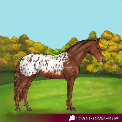 Horse Color:Chestnut Appaloosa Rabicano 