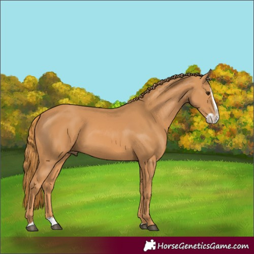 Horse Color:Chestnut Splash Rabicano 