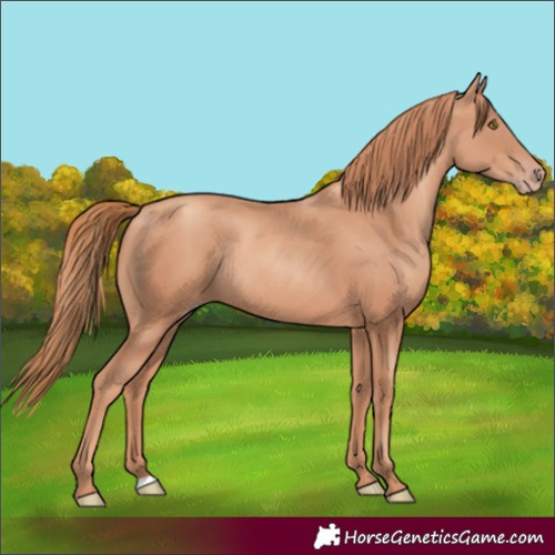 Horse Color:Gold Champagne Rabicano 