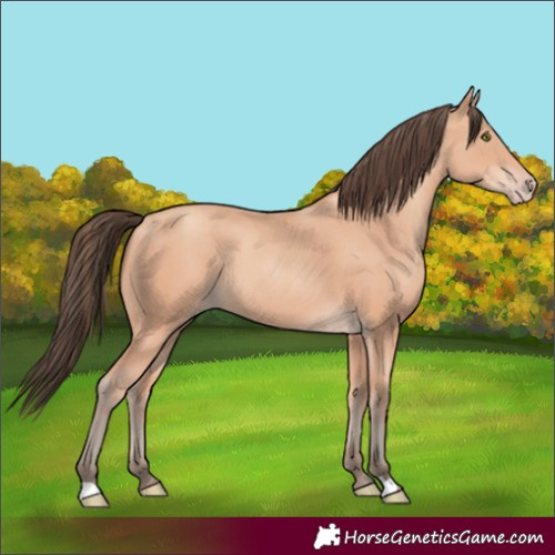 Horse Color:Amber Champagne Rabicano