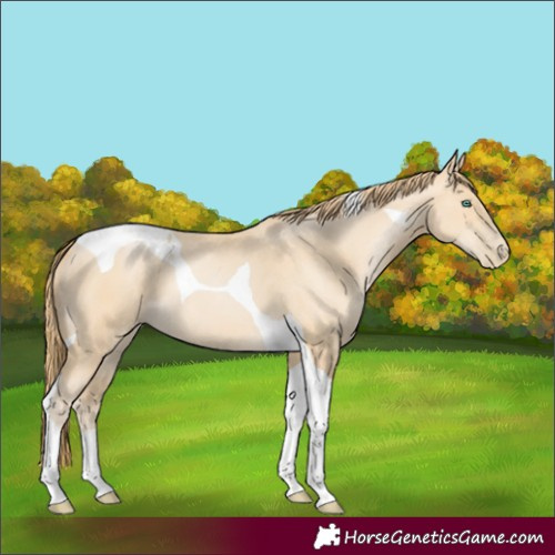 Horse Color:Smoky Black Pearl Tobiano
