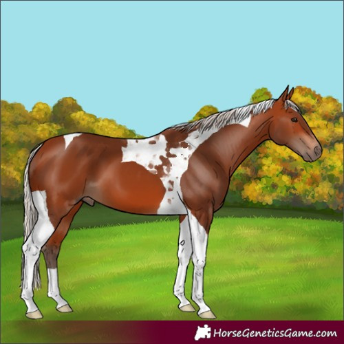 Horse Color:Silver Bay Tobiano