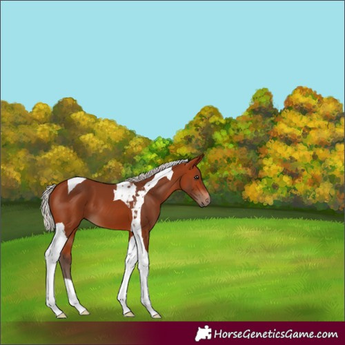 Horse Color:Silver Bay Tobiano