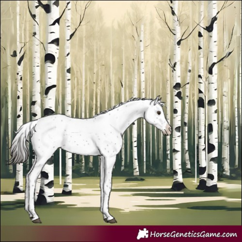 Horse Color:Liver Chestnut Sabino Appaloosa 