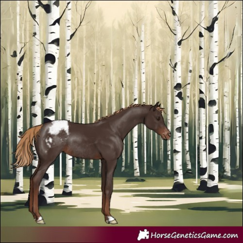 Horse Color:Liver Chestnut Appaloosa Rabicano 
