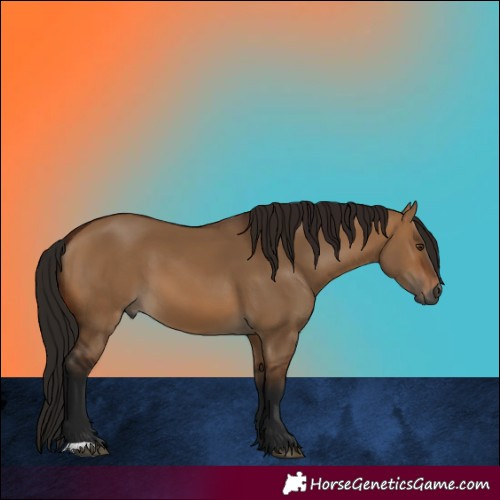Horse Color:Gray Bay Dun 