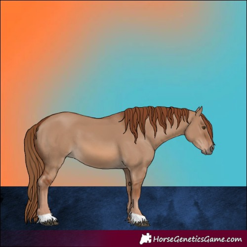 Horse Color:Red Dun 