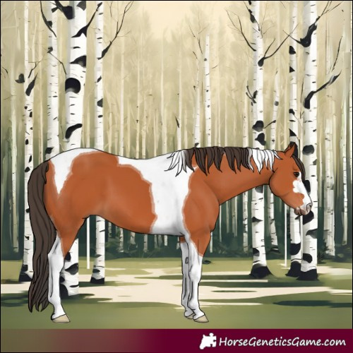Horse Color:Bay Tobiano 