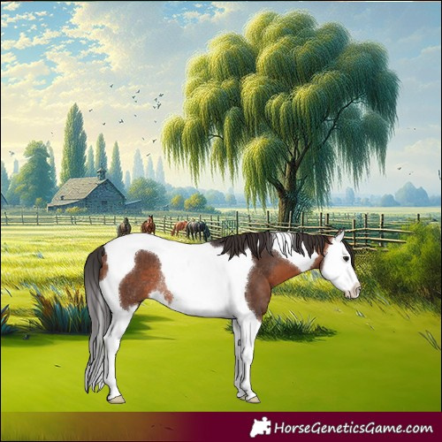 Horse Color:Brown Splash Tobiano Rabicano 