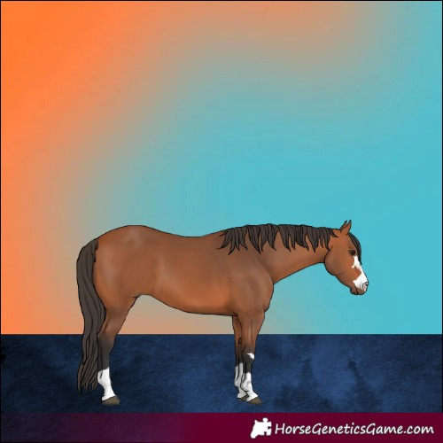 Horse Color:Bay 