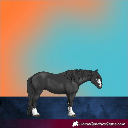 Horse Color:Black 