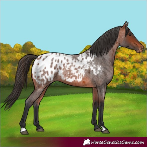 Horse Color:Bay Roan Appaloosa 