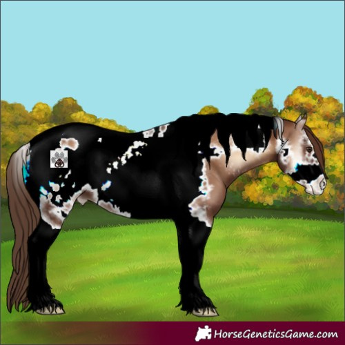 Horse Color:Red Onyx Sabino Tobiano Frame Appaloosa 