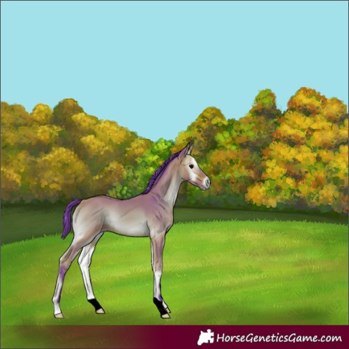 Horse Color:Watercolor Bay Onyx 