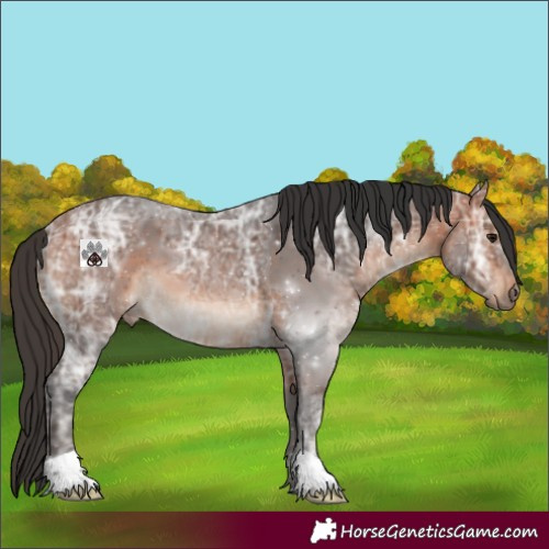 Horse Color:Bay Ice 