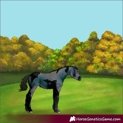 Horse Color:ERROR: UNKNOWN ANOMALY