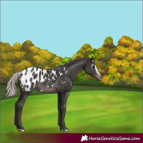 Horse Color:Gray Silver Black Frame Appaloosa
