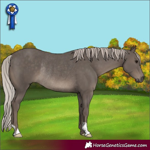 Horse Color:Silver Black Rabicano 