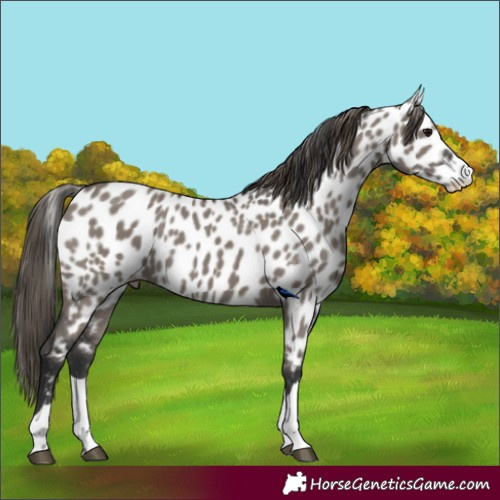 Horse Color:Grullo Appaloosa 