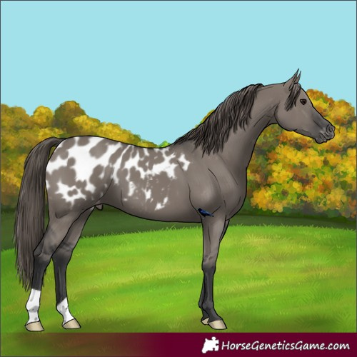 Horse Color:Grullo Appaloosa 
