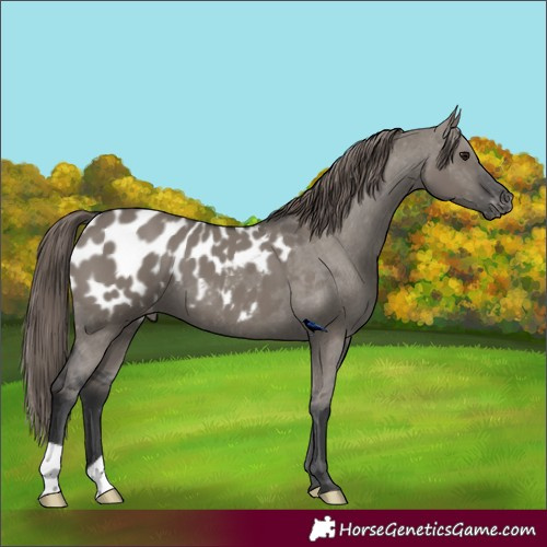 Horse Color:Grullo Blanket 
