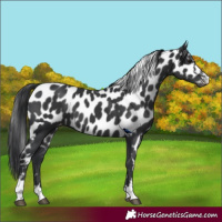 Horse Color:Black Skewed Appaloosa 