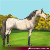 Horse Color:Buckskin Appaloosa