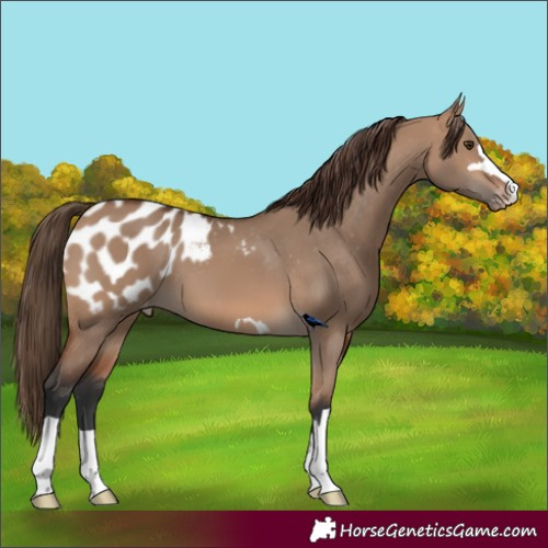 Horse Color:Bay Dun Appaloosa 