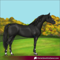 Horse Color:Gray Black