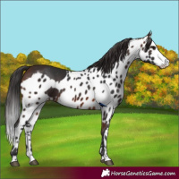 Horse Color:Brown Skewed Appaloosa 